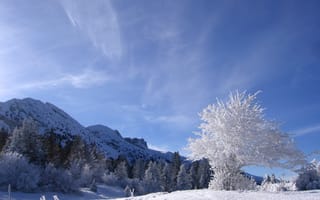 Обои небо, зима, горы, иней, деревья, снег