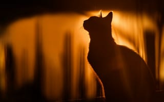 Картинка солнечный свет, кот, силуэт, животные, природа, кошка