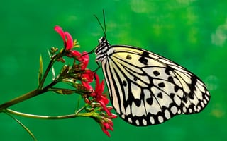 Картинка бабочка, растение, цветок, мотылек