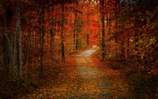 Картинка дорога, природа, осень