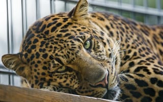 Обои леопард, взгляд, ©Tambako The Jaguar, кошка, морда