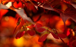 Картинка листья, жилы, red, оранж