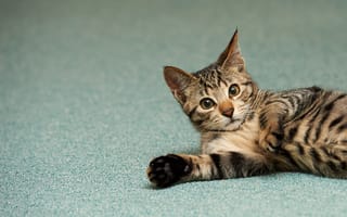 Картинка кошка, полосатый, пол, котенок, котэ