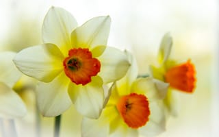 Картинка нарциссы, весна, цветы, букет, макро