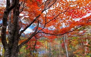 Картинка Осень, речка, красота, небо, природа, туман, река, лес, клен