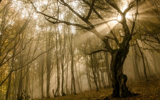 Обои Лес, листва, осень, туман, солнце, ветки, деревья, лучи