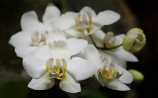 Обои орхидеи, лепестки, цветы, белые, макро