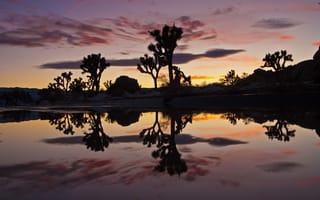 Картинка закат, сумерки, озеро, отражение, деревья, Joshua tree natoinal park