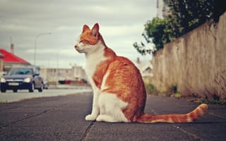Картинка кот, мостовая, машина, дорога