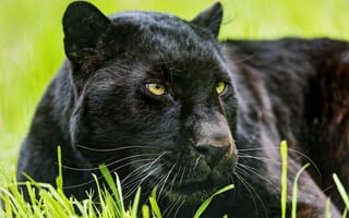 Картинка черный леопард, ©Tambako The Jaguar, кошка, пантера, морда