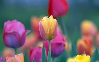 Картинка тюльпаны, весна, цветные, много