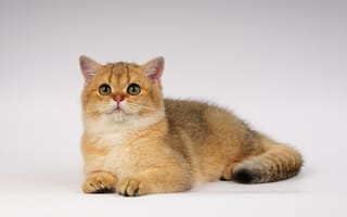 Картинка кошка, взгляд, ушки, глазки