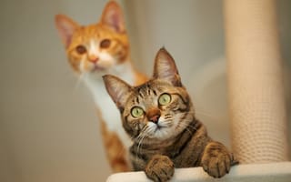 Картинка кошки, кот, взгляд