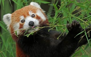 Картинка красная панда, малая панда, бамбук, firefox