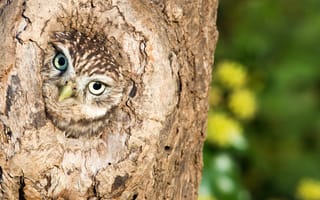 Картинка Little Owl, природа, птица