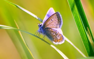 Картинка бабочка, трава, насекомое