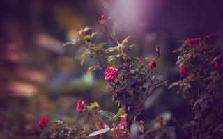 Картинка розы, кустарник, красный, цветы