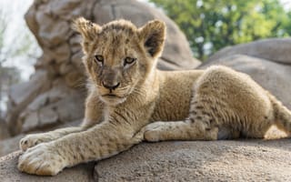 Картинка львёнок, детёныш, ©Tambako The Jaguar, камень, лев, кошка