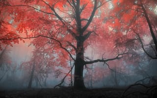 Картинка Пейзажи, осень, туман, вечер, утро, лес, деревья, дерево