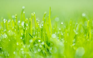 Картинка Макро, блики, роса, трава, зелень