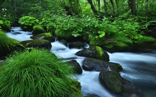 Картинка ручей, зелень, вода, камни, деревья, трава, мох