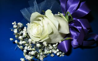 Картинка белая роза, 8 марта, бантик, синий фон, лента