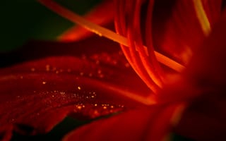 Картинка цветок, макро, лилия