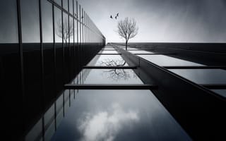 Обои здание, птицы, дерево, отражение