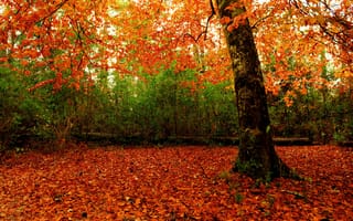 Обои лес, листья, осень, деревья