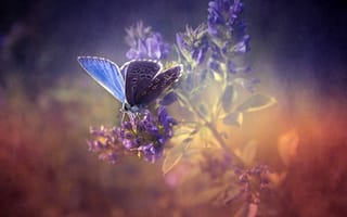 Картинка природа, nature, лаванда, lavender, butterfly, бабочка