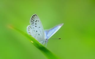 Картинка травинка, бледно-голубая, бабочка, лист