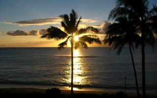 Картинка вечер, закат, пальмы, океан, Hawaii