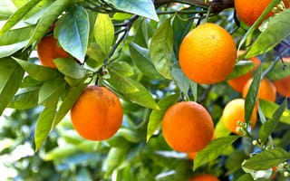 Обои oranges, leaves, фрукты, fruits, апельсины