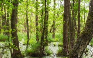 Картинка лес, листья, молодая, трава, весна, вода, зелень