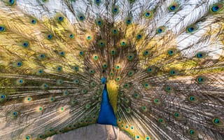 Картинка Peacock, Bird, Nature