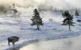 Картинка бизоны, туман, снег, река, зима