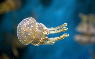 Картинка медуза, вода, подводный мир, макро