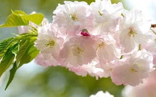Картинка ветка, сакура, бело-розовые, листья, цветы