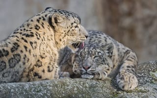 Обои снежный барс, кошка, ©Tambako The Jaguar, любовь, пара, ирбис, камень
