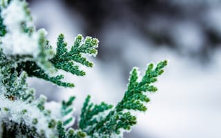 Картинка кипарис, ветка, макро, зеленый, снег, зима
