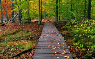 Обои мостик, осень, листья, Природа, лес