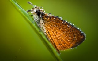 Картинка бабочка, макро, крылья, насекомое, капли