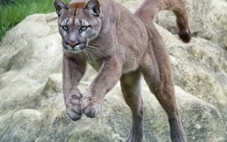 Картинка пума, горный лев, кошка, ©Tambako The Jaguar, кугуар, прыжок