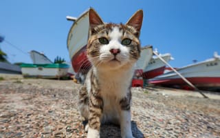 Картинка кот, мордочка, интерес, кошка, лодки