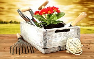 Картинка ящик, red, chamomile extract, box, красная, garden tools, цветы, примулы, садовый инвентарь, flowers