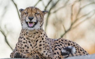 Обои гепард, кошка, клыки, ©Tambako The Jaguar
