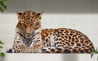 Картинка леопард, амурский, кошка