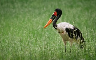 Картинка Saddlebill Stork, природа, птица
