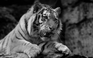Картинка тигр, дикая кошка, морда, хищник