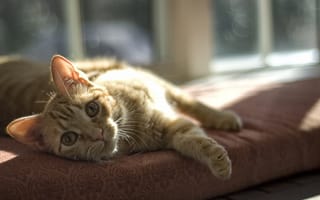 Картинка кот, подушка, лижит, взгляд, рыжий, окно